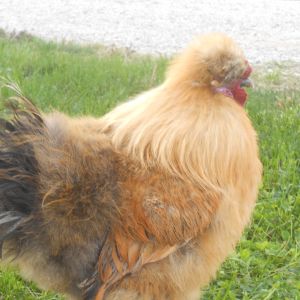 Simba means "lion". I call him that because has buff-colored neck feathers that remind me of a lion's mane. :)
