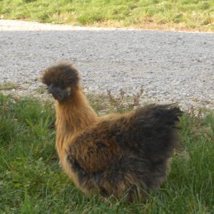 Selena's such a pretty girl, but she's not keen on being held. :|