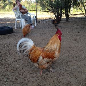 Phoenix my two year old ( and daddy to Buttons)