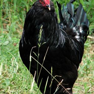 black roosters 
azerbaijan rare marandi breeds