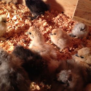 My Bobbi Porto silkies