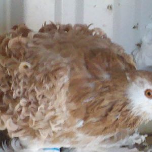 yellow hen