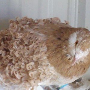 yellow cock