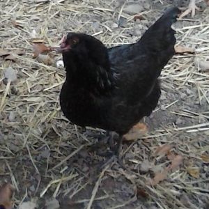 This is star. She is my favorite Easter Egger hen and she is quite friendly too :)