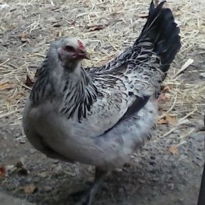 This is daisy. She is an Easter Egger and is a very sweet hen and loves you when you have food to give her ;)
