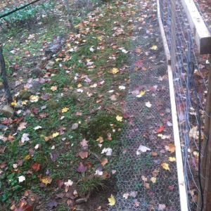 With the leaves this fall I will put them over chicken wire apron to discourage any predators from digging in.