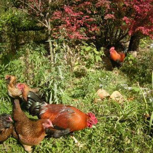 Mouthy, Second and the some of the girls. Welsummer pullet is in foreground