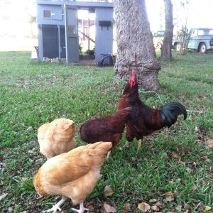 Supervised free ranging