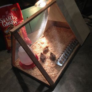 The brooder when I first got them.