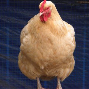 that be mrs jenny . she thinks shes a turkey !