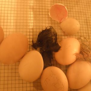 my first time hatching silkies