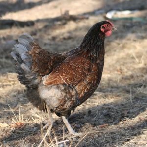 BLRW hen approx 10 months