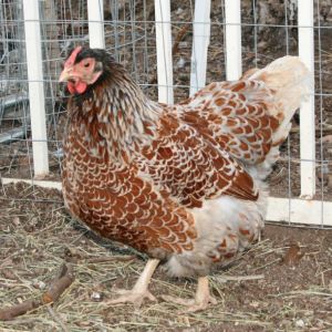Splash BLRW hen approx 14 months