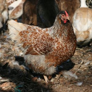 Splash BLRW hen approx 14 months