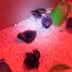 Day One!  
Delicious is loud and friendly.
The Speckled Sussex sleeps the most.