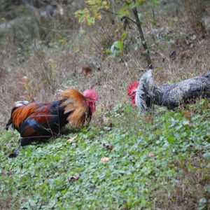 Father (wheaten)and son square off after 5 months of peaceful coexistence. This is the first time that this cuckoo maran rooster decided to stand up to his daddy. I guess they can't free-range together anymore.