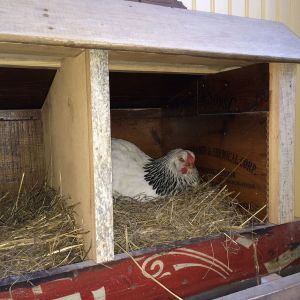 Marsala in the box...