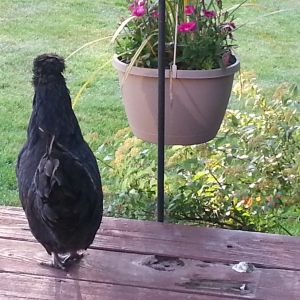 This is our part Japanese Bantan/part Silkie. Her name is Wasabi.
She is 11 months in this photo. She died shortly after this photo was taken.  Her life was cut short by a possum.
