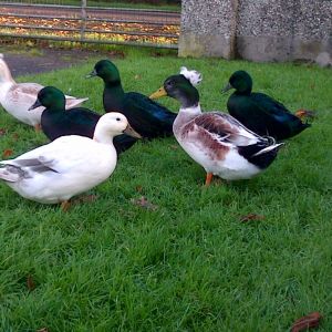 Black East Indian ducks. mini appleyards, and bei+ call ducks this year 2013 hatch