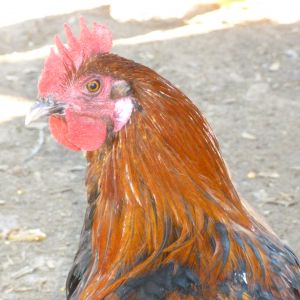 Black Copper Marans Roo
