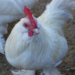 White D'uccles Roo