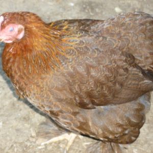 Partridge Cochin Hen