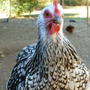 Silver Laced Cochin Bantam hen