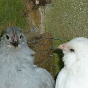 Lavender Orp and White Ameraucana