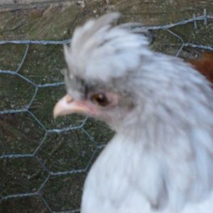 My little hen "Muppet" she is a mix and we love her