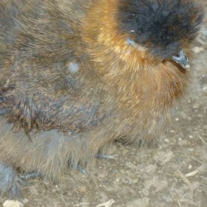 Partridge silkie