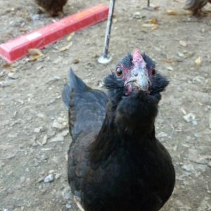 Black Ameraucana bantam hen