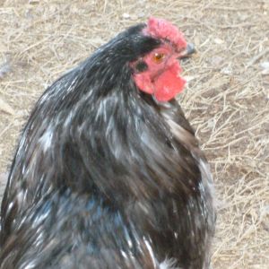 Blue Brahma Cochin bantam mix? "Barney" because he reminds us of Barney Fife from the Andy Griffith Show. He polices everybody. :)
