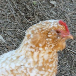 Golden-neck D'uccles hen