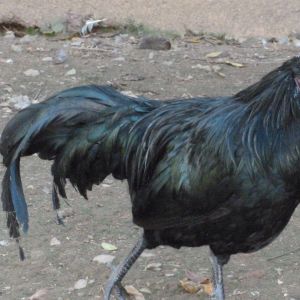 Sumatra game bantam roo. He has a pretty little blue hen. :)