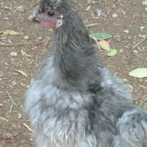 "Mr. Cuddles" our lavender silkie. He is only pet quality but he is the sweetest guy and everyone who meets him falls in love with him. He is rotten..lol