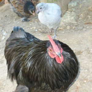 My black cochin bantam roo