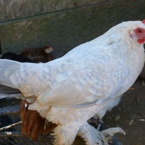 Porcelain booted bantam