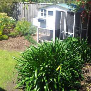 Their sunny yard.