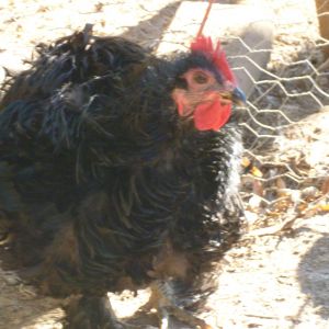 Black Frizzled cochin bantam roo