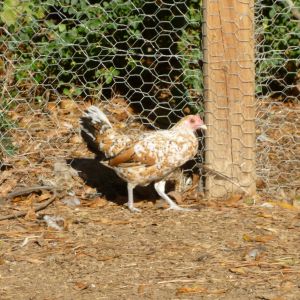 Mill fleur old english bantam hen. She is my husbands and is spoiled rotten