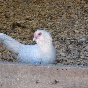 Porcelain d'uccles hen