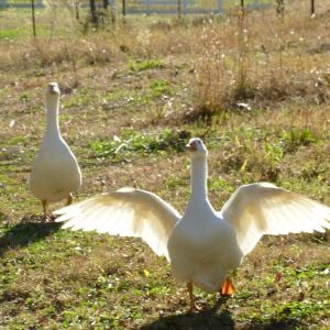 Romeo and Juliette... our Embden geese pair