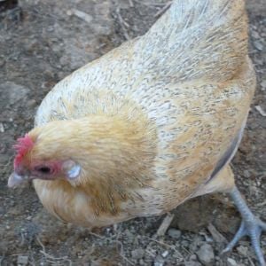 Little Dutch bantam hen. I have no idea what color she is but she is beautiful golden in the sun