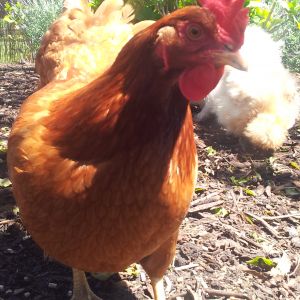Mildred says hello!