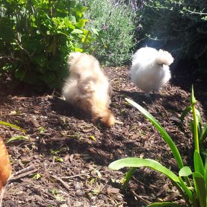 That's Penny (buff) and Lola (white). Lola is so big. I remember when she was a tiny skittish 5 week old. How times have changed.