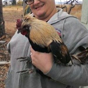 Young roo 'Sir Fugly von Pumpkin'. Obtained from a neighbor. He escaped 'freezer camp' because her daughter was attached. They said he was 'frickin' ugly' thus the name, but I find him charming and hysterically funny.

He's got some Silkie in him (black skin, turquoise earlobes, silkie feather texture, 5 toes on each foot et al) and some Aracauna/Ameraucana in him (ear tufts, muff), plus who knows what else, but he's not a bad size and he's got a very nice personality.