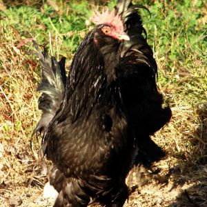 young black azerbaijan roosters