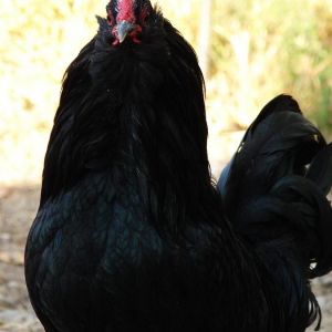 black breeds
rare azerbaijan black