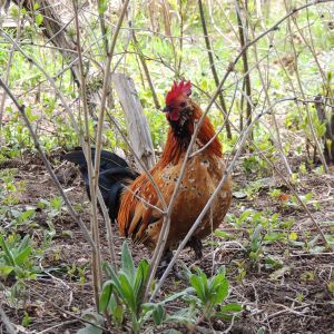 My favorite little bantam "Klide".