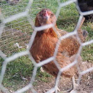 This is  Charlotte a green egg laying Americauna. If anyone wants her I would consider.She does not like to be held,cuddled,herded, just not people friendly. Not mean, just does not care for us at all.